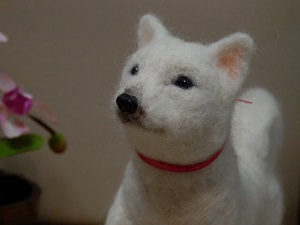 羊毛　北海道犬