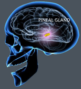 8Pineal-Gland-Secrets-1.jpg