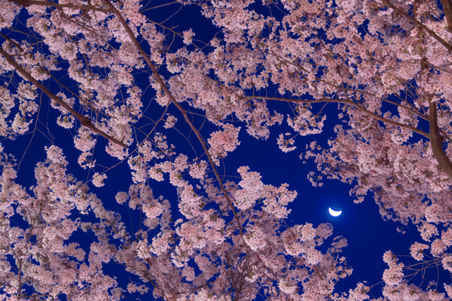三日月と夜桜