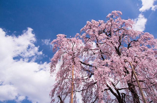 東寺の枝垂れ桜