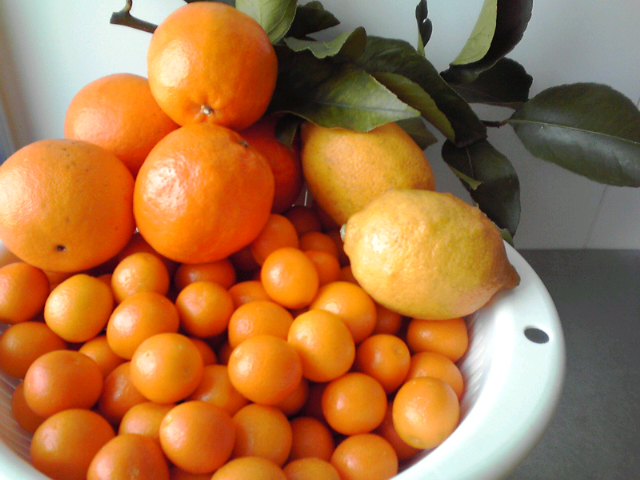 金柑、レモン、オレンジ