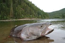yenissay salmon