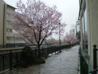 四季桜１