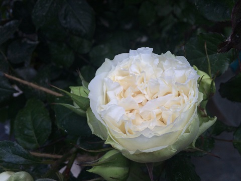 カップ咲きの白バラ シェドゥーブル 気ままに植物