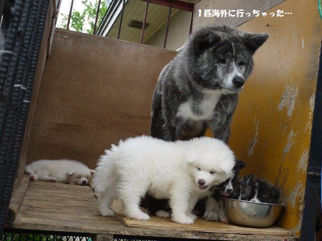 秋田犬の赤ちゃん