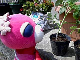 トマトの苗ひとつ１００円