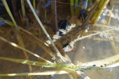 水たまりに居る　シマゲンゴロウ達
