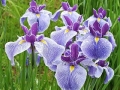 Iris-ensata06.jpg