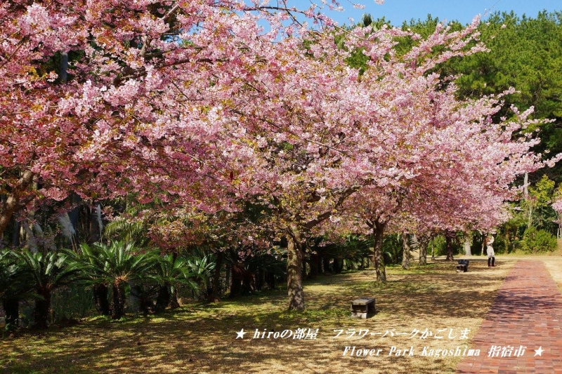 hiroの部屋　フラワーパークかごしま Flower Park Kagoshima 指宿市