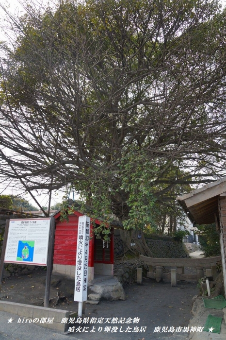 hiroの部屋　鹿児島県指定天然記念物　噴火により埋没した鳥居　鹿児島市黒神町
