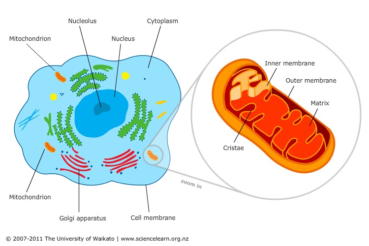 動物細胞とミトコンドリア