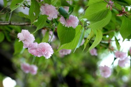 合掌集落内にございます本覚寺の「おおた桜」開花