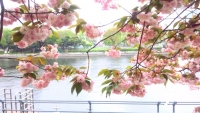 桜 がん闘病日記 乳がん治療ブログ がん患者ブログ 癌サバイバー