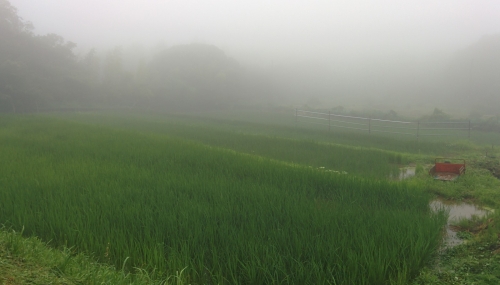 0713霧の農場