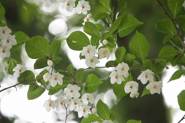 白い花の咲く木 エゴノキ フツウの生活