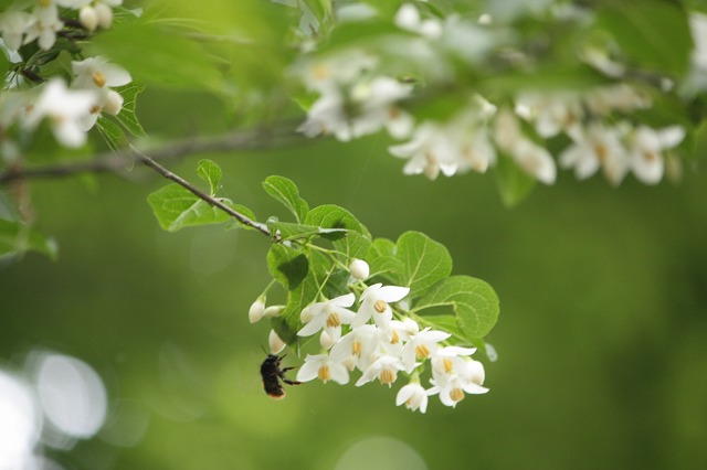 フツウの生活 白い花の咲く木 エゴノキ