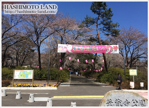 華蔵寺公園桜
