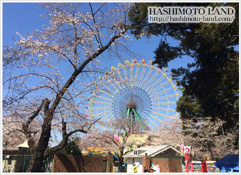 華蔵寺公園桜