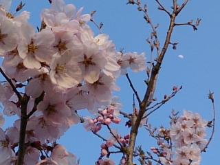 桜とお月さん