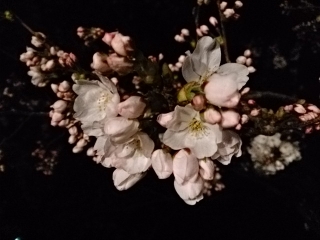 与田切公園の桜