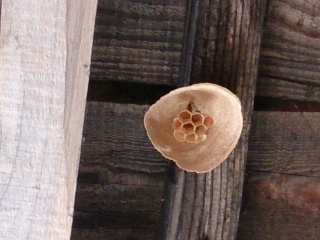 巣作り中スズメバチ