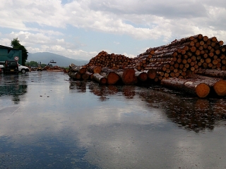 県森連木材市場