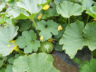カボチャの成長記録 初心者が始める 種まきから収穫 までの野菜づくり成長記録