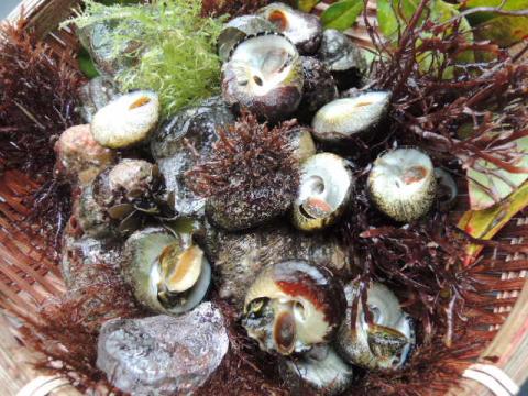 和歌山の海暮らし 海のけんきゅうしゃ とってもおいしい しったか貝の食べ方